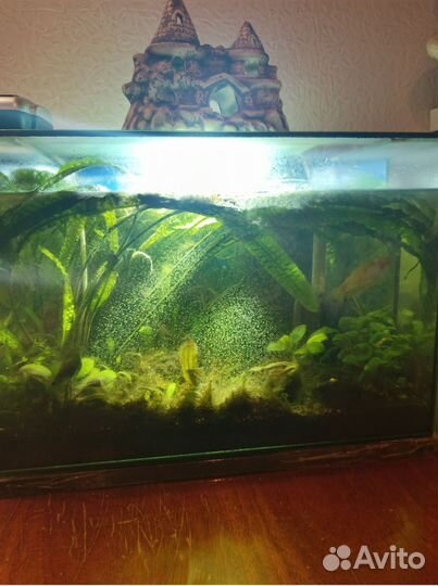 Аквариум