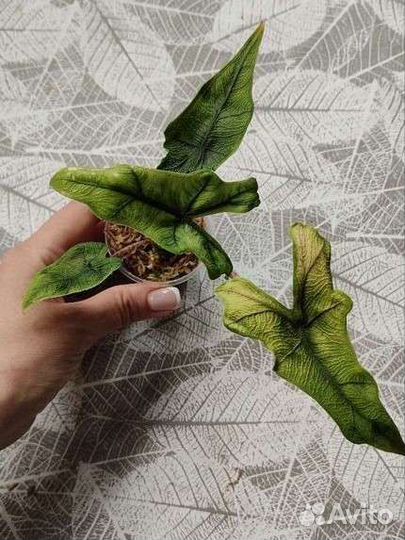 Алоказия Жаклин