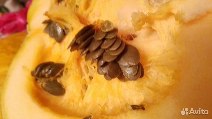 Тыква голосеменная Штирийская, семена