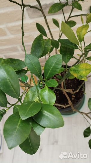 Каламондин-мандарин