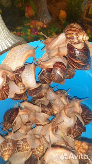 Улитки ахатины