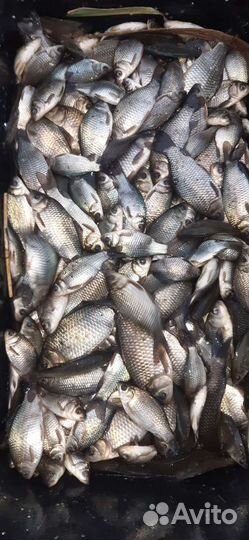 Живая рыба: Карп, Амур, Сазан,Толстолоб карась