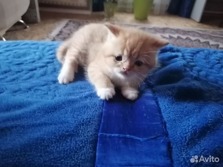 Самые красивые котята