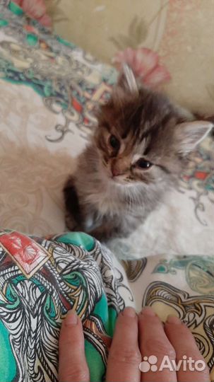 Котик ищет дом