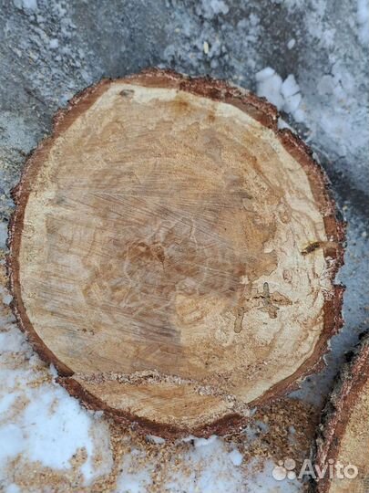 Спилы шпальта березы