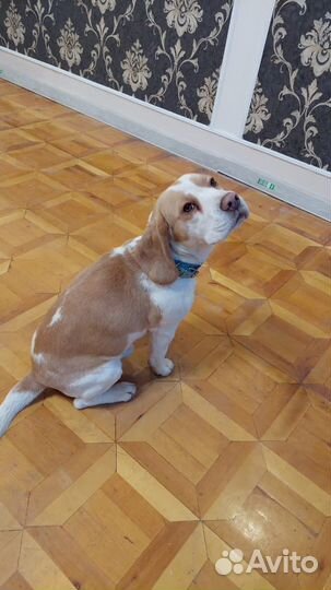 Бигль вязка