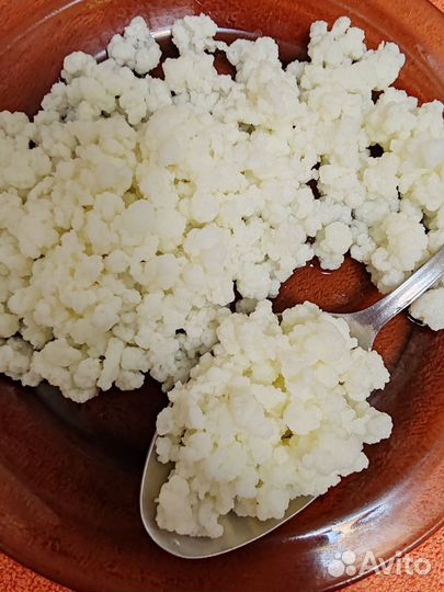 Тибетский молочный гриб