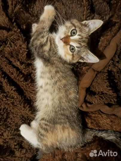 Котята