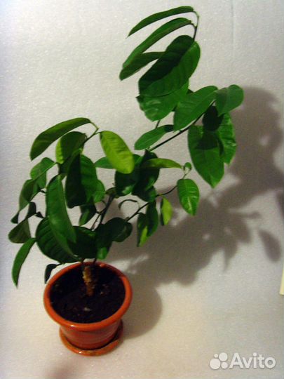 Лимон Мейера