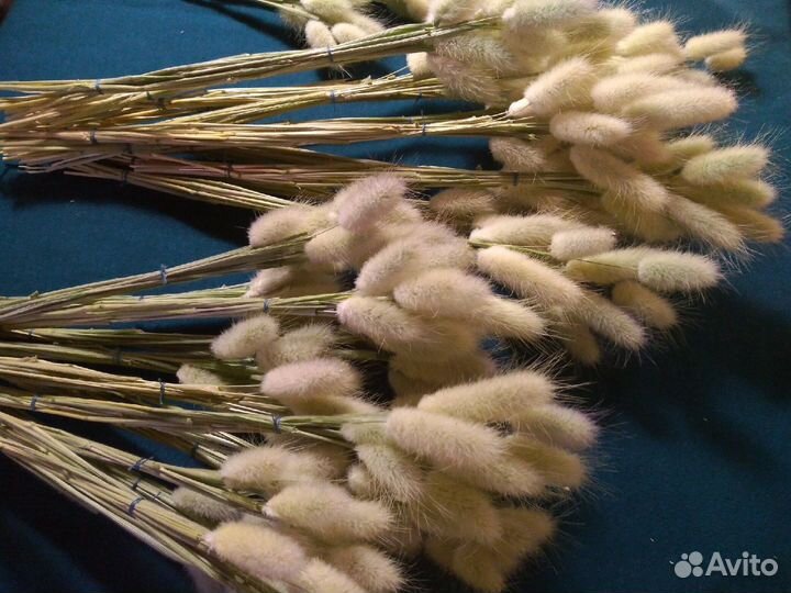 Сухоцвет Лагурус (Заячий хвостик)