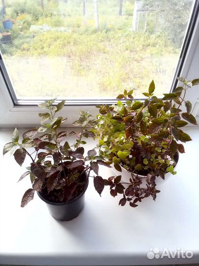 Цветы комнатные