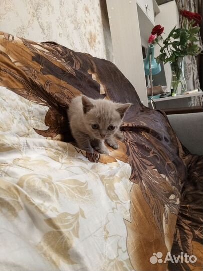 Британские котята