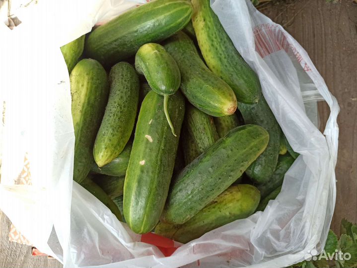 Огурцы свежие домашние