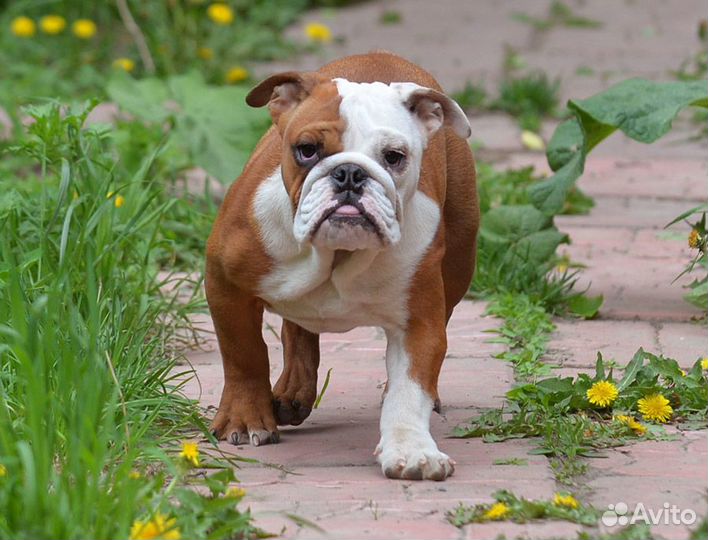 Щенок девочка английского бульдога