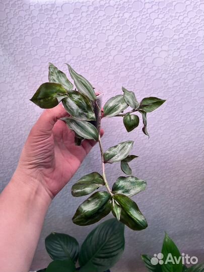 Традесканция, сансиеверия, фиалочка