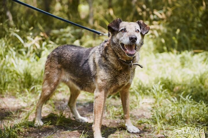 В добрые руки мудрая собака Пельмеша