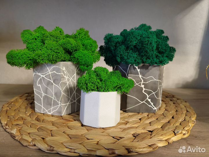 Стабилизированный мох в кашпо