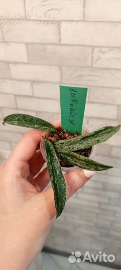 Хойи укоренённые