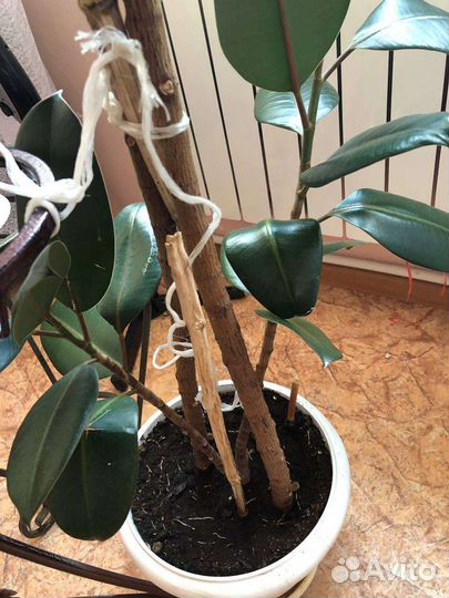 Фикус,более 2м