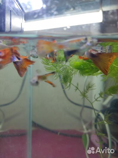 Аквариумные рыбки сомики, гуппи, улитки большие