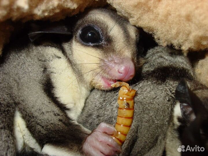 Зофобас-живой корм для насекомоядных животных