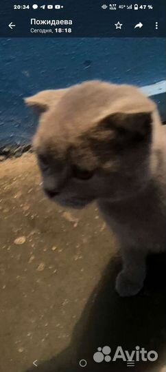 Британский кот