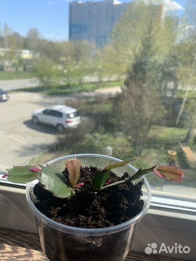 Декабрист шлюмбергера