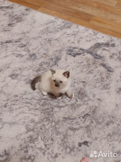 Сиамская кошечка
