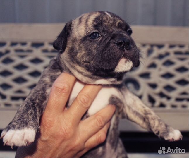 Американский булли покет