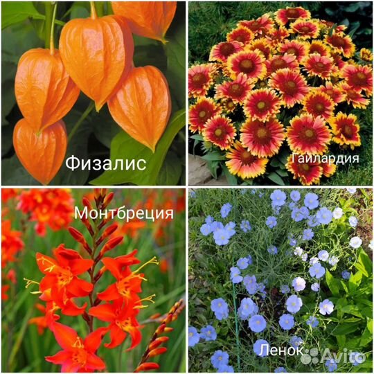 Растения для сада