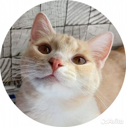 Молодая кошечка ищет дом