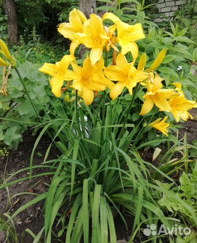 Лилейник сортовой