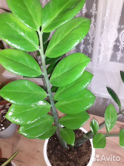 Замиокулькас