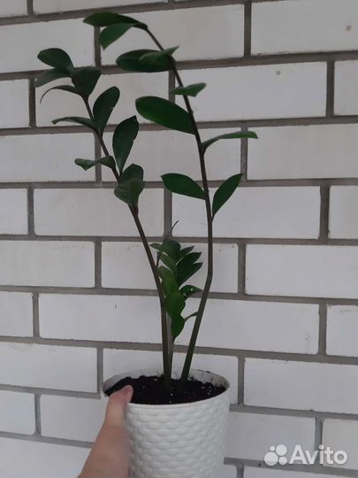 Замиокулькас