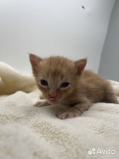 Котята в добрые руки даром