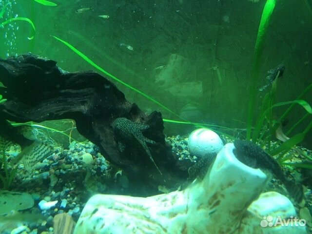 Сомики анцитрусы