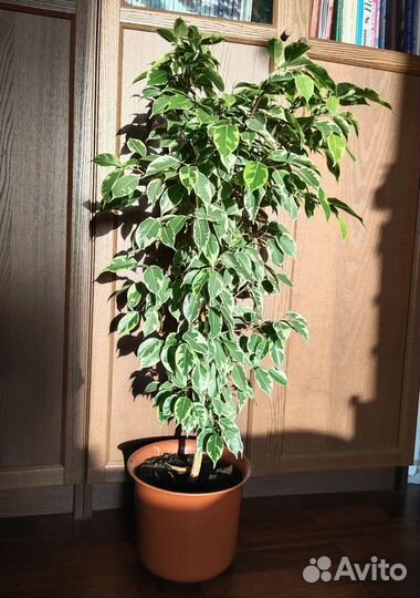 Фикус бенджамина