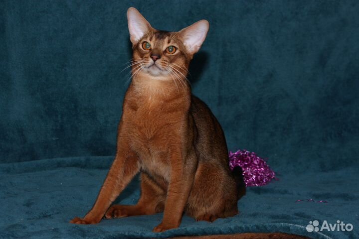 Абиссинский котик