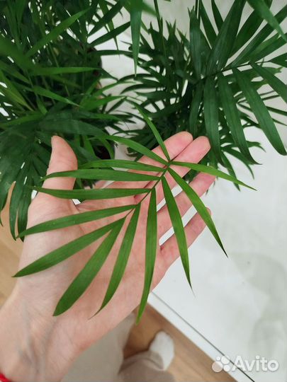 Пальма Хамедорея Элеганс, 55 см