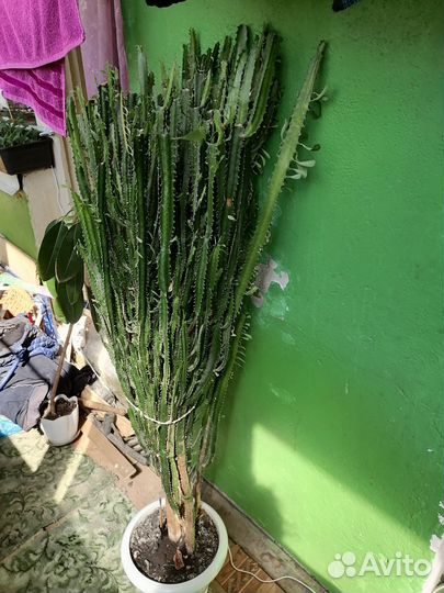 Кактус Молочай