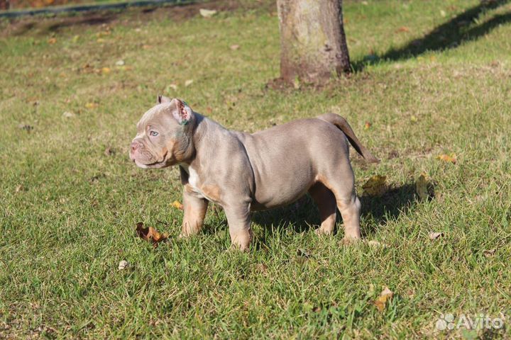 Девочка американского булли