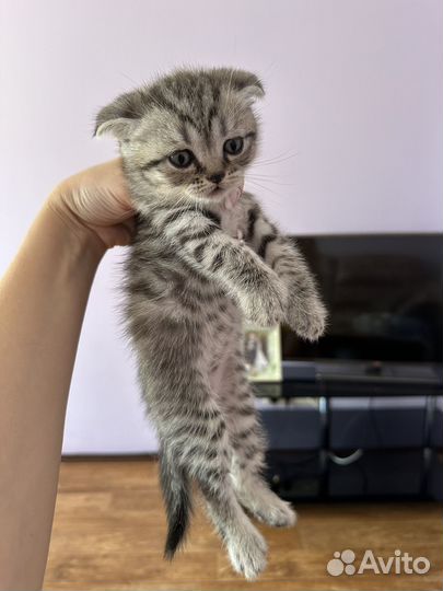 Британские котята
