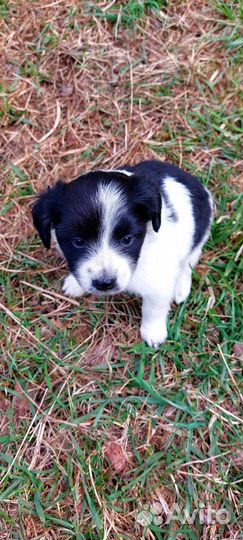 Отдам в хорошие руки щенков