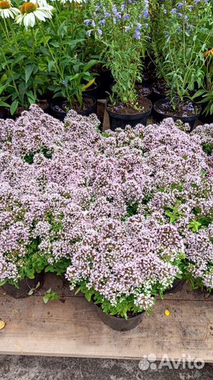 Многолетние растения для сада