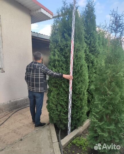 Туя Колумна