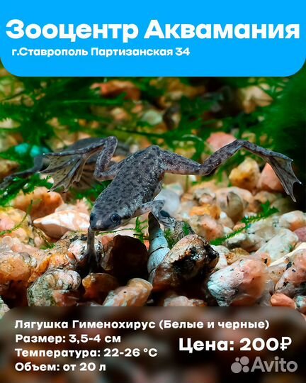 Аксолотли, Тритоны, Лягушки (Белые и черные)