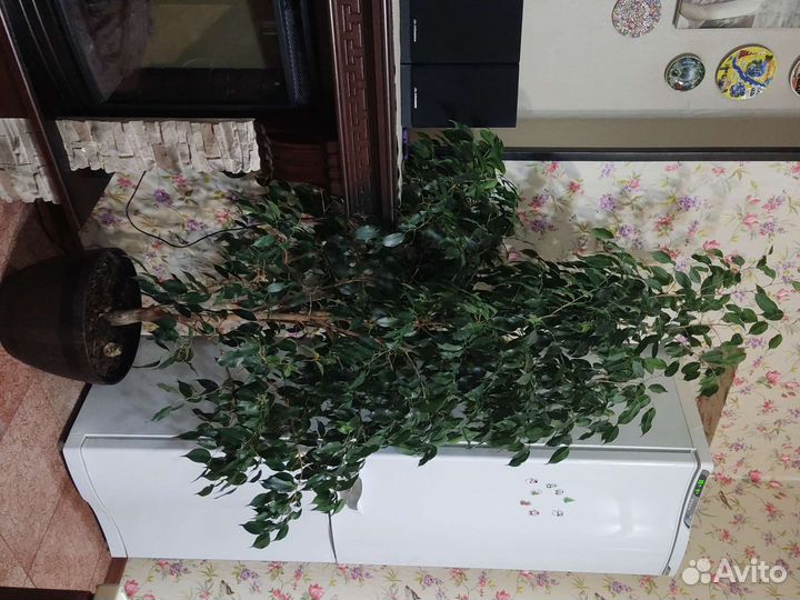 Фикус бенджамина