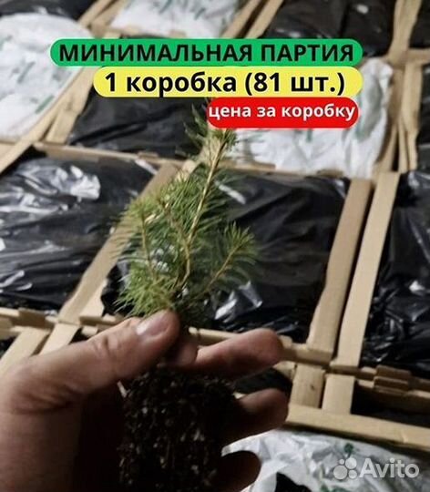 Сеянцы сосны зкс в розницу