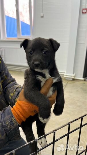 Щенок в добрые руки