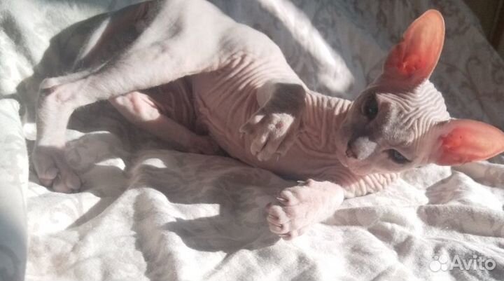 Котята Петерболд